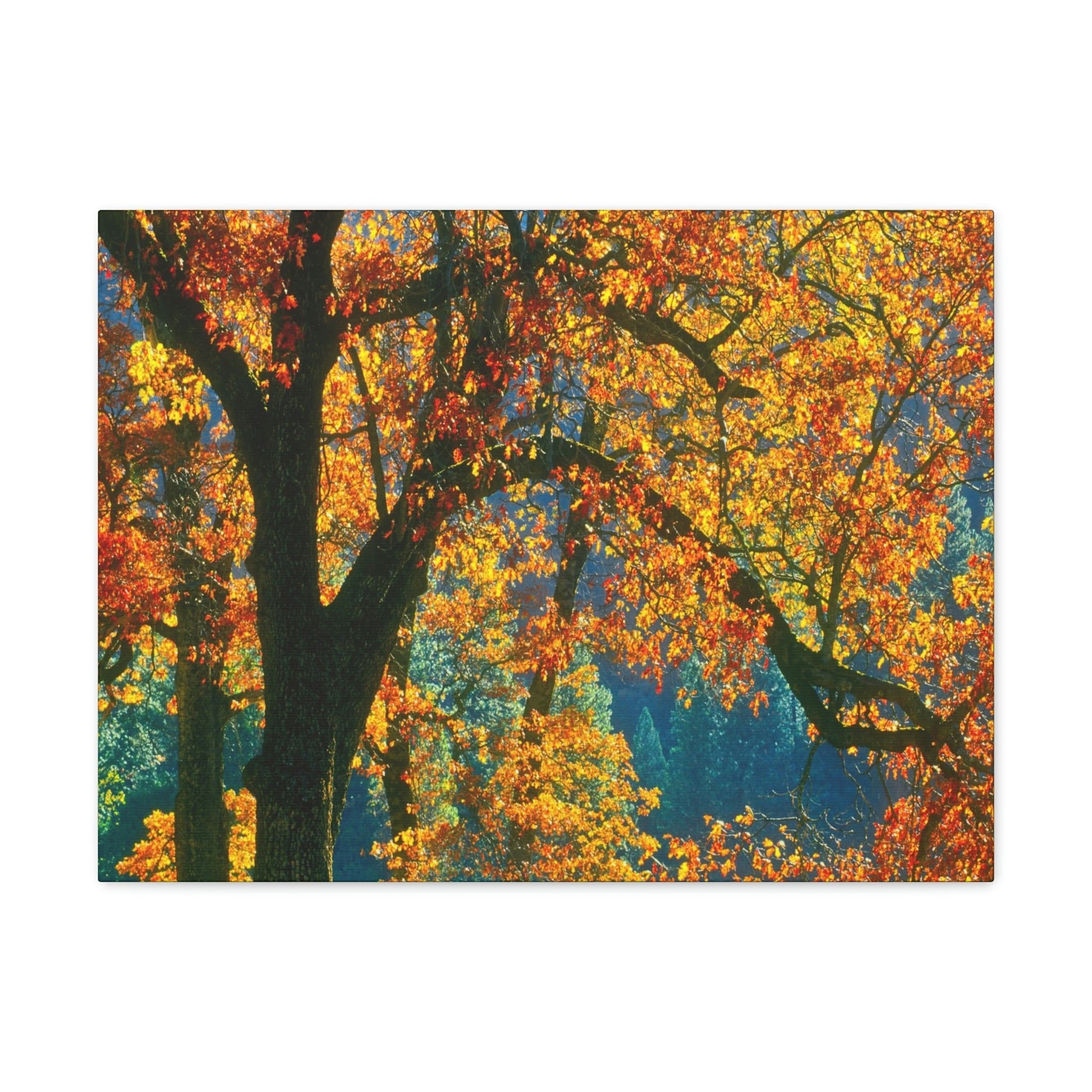 Canvas Gallery Wraps - The US National Parks - Yosemite Park in autumn - California - USA NPS - Green Forest Home