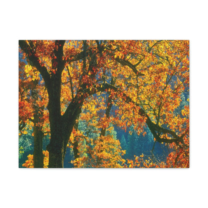 Canvas Gallery Wraps - The US National Parks - Yosemite Park in autumn - California - USA NPS - Green Forest Home