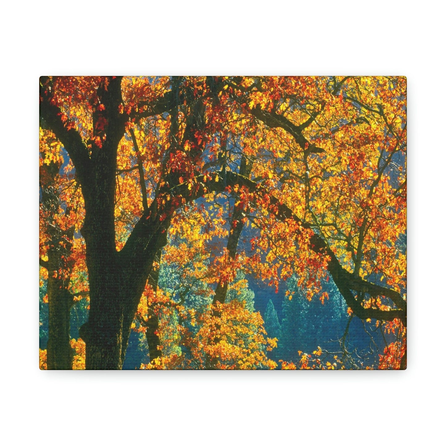 Canvas Gallery Wraps - The US National Parks - Yosemite Park in autumn - California - USA NPS - Green Forest Home