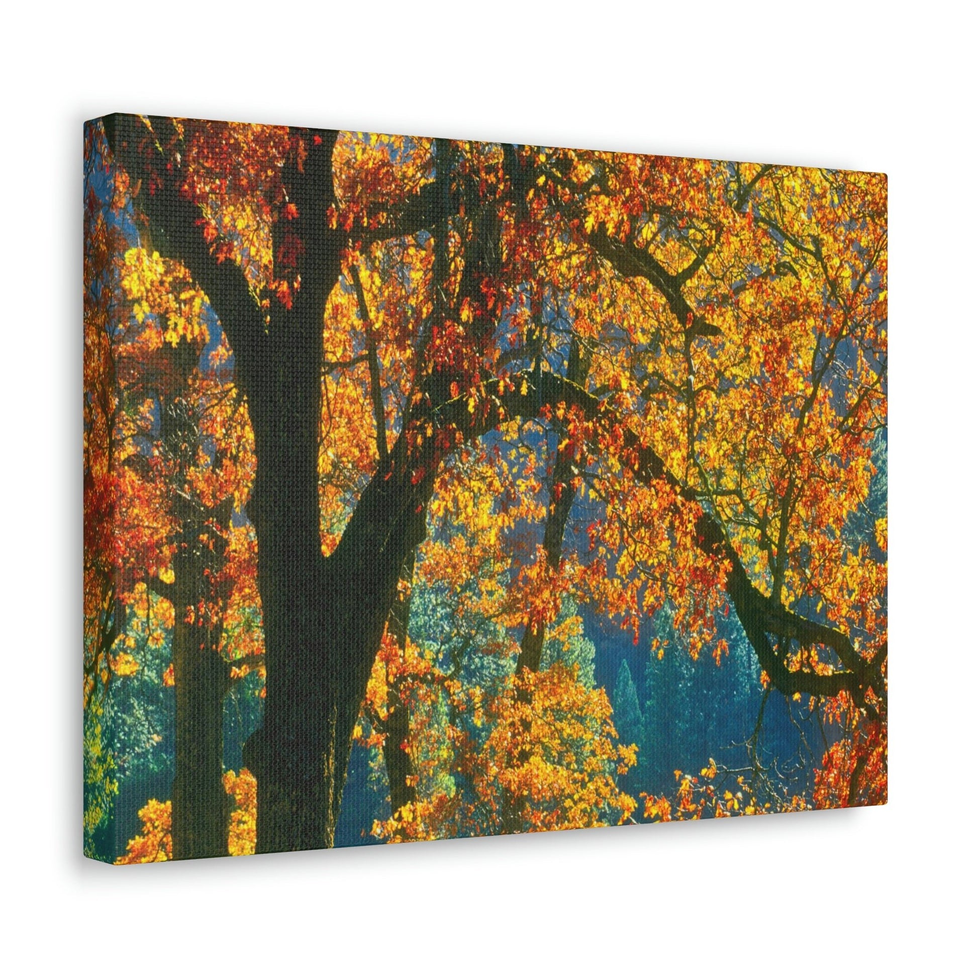 Canvas Gallery Wraps - The US National Parks - Yosemite Park in autumn - California - USA NPS - Green Forest Home