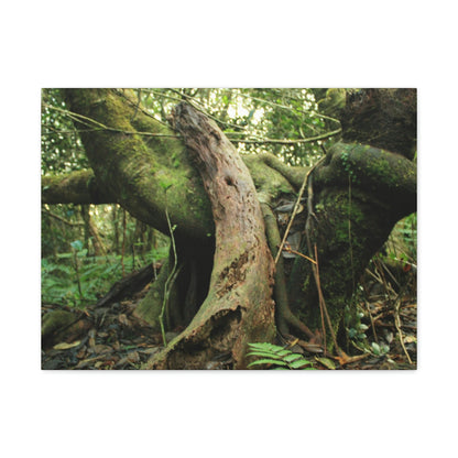 Canvas Gallery Wraps - US Made - 14 km Tradewinds Trail - El Yunque rainforest PR exploration on 2013-02-01 - Old Pal rests on tree while it holds on another decaying tree as base - the cloud forest - before Maria - Green Forest Home