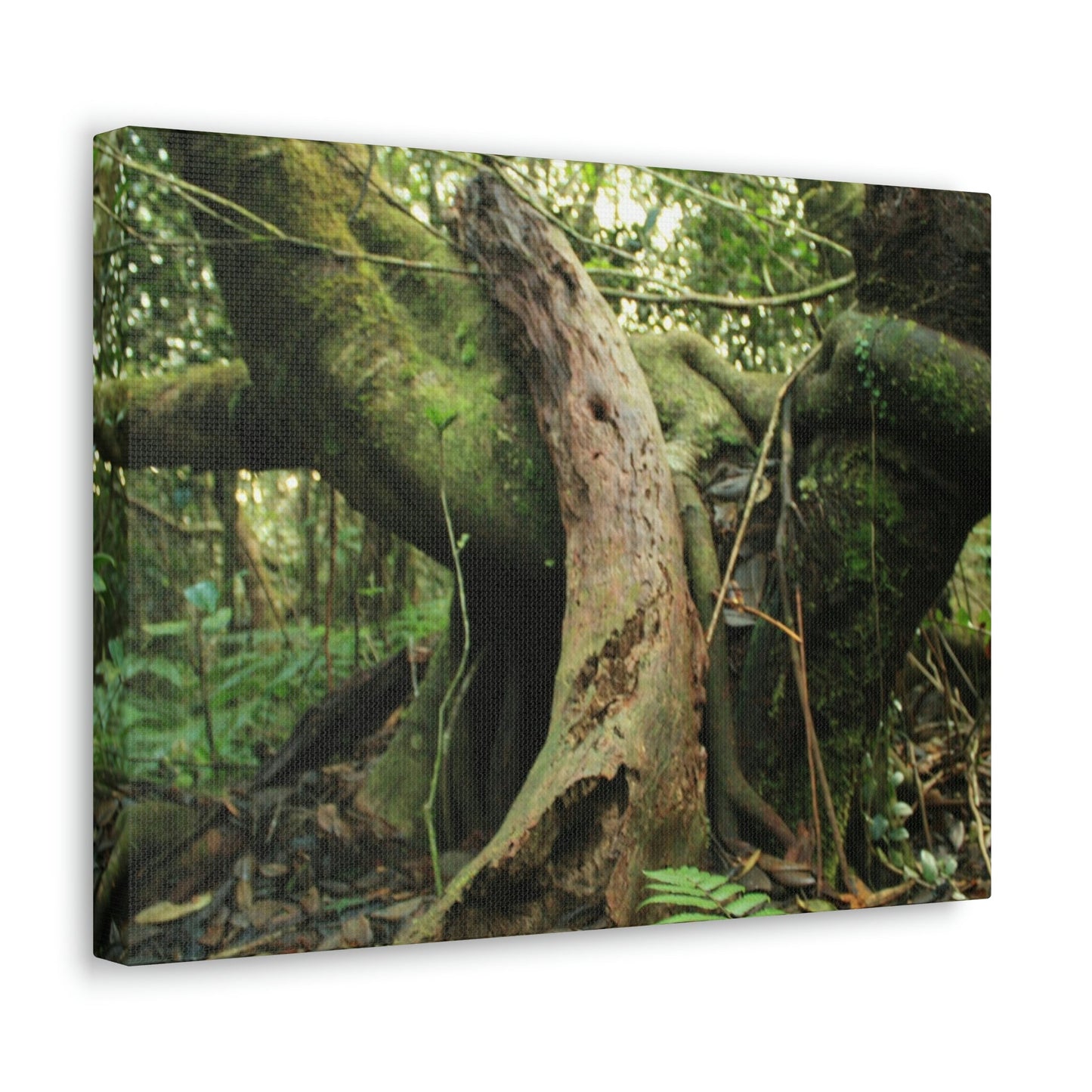 Canvas Gallery Wraps - US Made - 14 km Tradewinds Trail - El Yunque rainforest PR exploration on 2013-02-01 - Old Pal rests on tree while it holds on another decaying tree as base - the cloud forest - before Maria - Green Forest Home