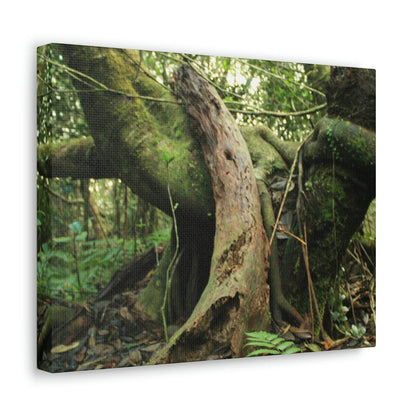 Canvas Gallery Wraps - US Made - 14 km Tradewinds Trail - El Yunque rainforest PR exploration on 2013-02-01 - Old Pal rests on tree while it holds on another decaying tree as base - the cloud forest - before Maria - Green Forest Home