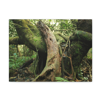 Canvas Gallery Wraps - US Made - 14 km Tradewinds Trail - El Yunque rainforest PR exploration on 2013-02-01 - Old Pal rests on tree while it holds on another decaying tree as base - the cloud forest - before Maria - Green Forest Home
