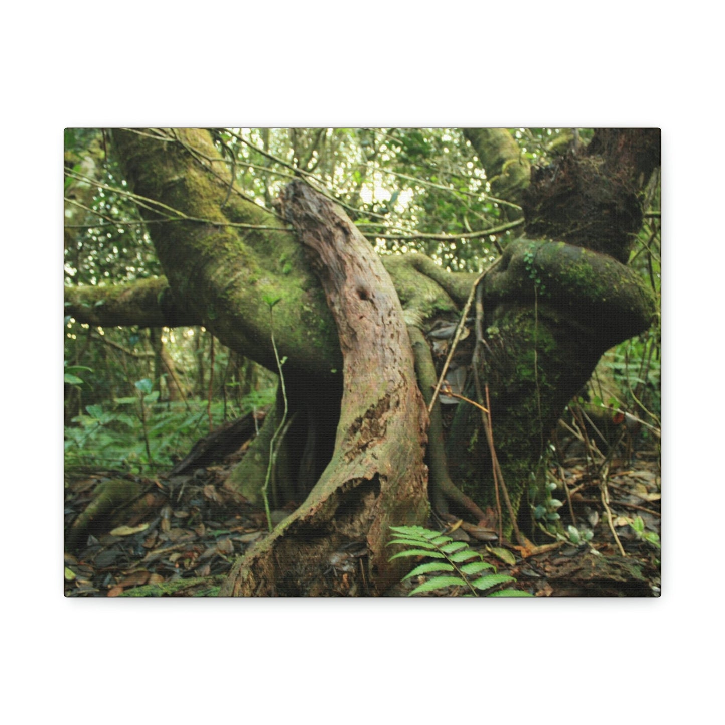 Canvas Gallery Wraps - US Made - 14 km Tradewinds Trail - El Yunque rainforest PR exploration on 2013-02-01 - Old Pal rests on tree while it holds on another decaying tree as base - the cloud forest - before Maria - Green Forest Home