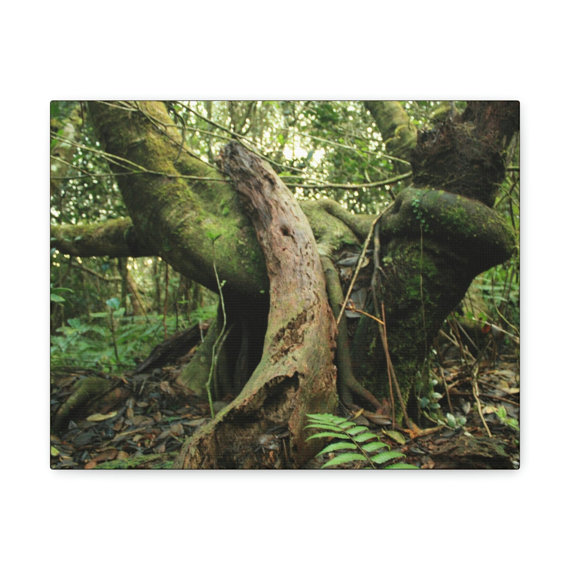 Canvas Gallery Wraps - US Made - 14 km Tradewinds Trail - El Yunque rainforest PR exploration on 2013-02-01 - Old Pal rests on tree while it holds on another decaying tree as base - the cloud forest - before Maria - Green Forest Home