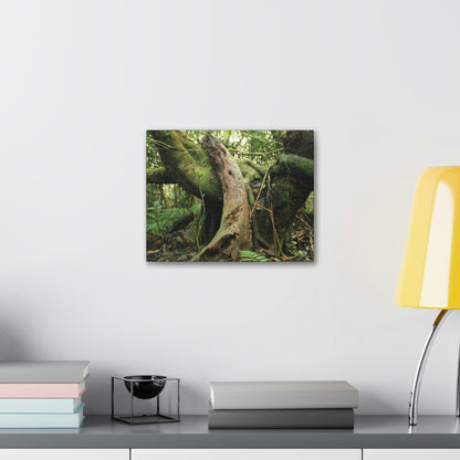 Canvas Gallery Wraps - US Made - 14 km Tradewinds Trail - El Yunque rainforest PR exploration on 2013-02-01 - Old Pal rests on tree while it holds on another decaying tree as base - the cloud forest - before Maria - Green Forest Home