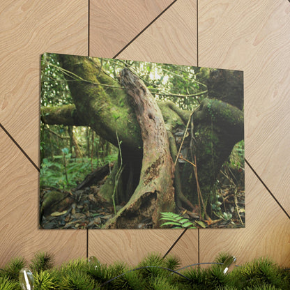 Canvas Gallery Wraps - US Made - 14 km Tradewinds Trail - El Yunque rainforest PR exploration on 2013-02-01 - Old Pal rests on tree while it holds on another decaying tree as base - the cloud forest - before Maria - Green Forest Home