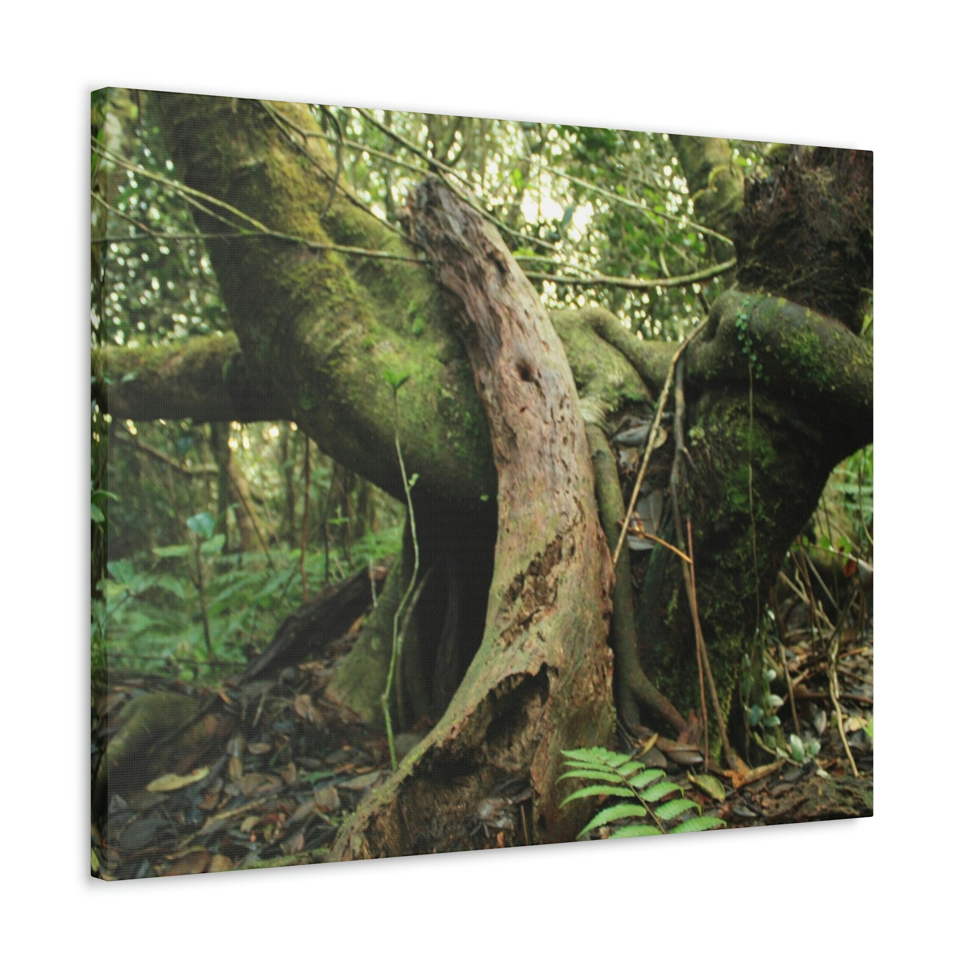 Canvas Gallery Wraps - US Made - 14 km Tradewinds Trail - El Yunque rainforest PR exploration on 2013-02-01 - Old Pal rests on tree while it holds on another decaying tree as base - the cloud forest - before Maria - Green Forest Home