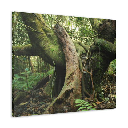 Canvas Gallery Wraps - US Made - 14 km Tradewinds Trail - El Yunque rainforest PR exploration on 2013-02-01 - Old Pal rests on tree while it holds on another decaying tree as base - the cloud forest - before Maria - Green Forest Home