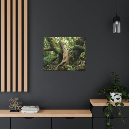 Canvas Gallery Wraps - US Made - 14 km Tradewinds Trail - El Yunque rainforest PR exploration on 2013-02-01 - Old Pal rests on tree while it holds on another decaying tree as base - the cloud forest - before Maria - Green Forest Home