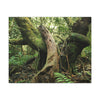 Canvas Gallery Wraps - US Made - 14 km Tradewinds Trail - El Yunque rainforest PR exploration on 2013-02-01 - Old Pal rests on tree while it holds on another decaying tree as base - the cloud forest - before Maria - Green Forest Home