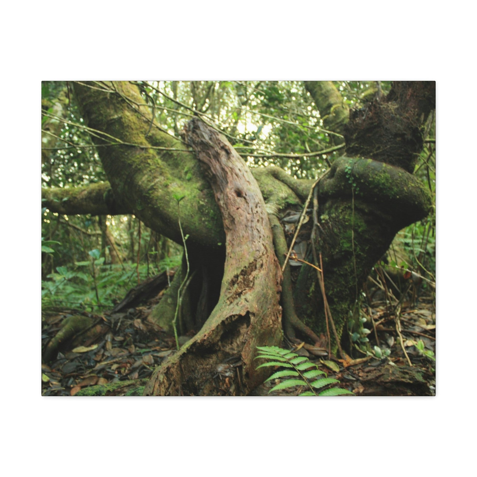 Canvas Gallery Wraps - US Made - 14 km Tradewinds Trail - El Yunque rainforest PR exploration on 2013-02-01 - Old Pal rests on tree while it holds on another decaying tree as base - the cloud forest - before Maria - Green Forest Home