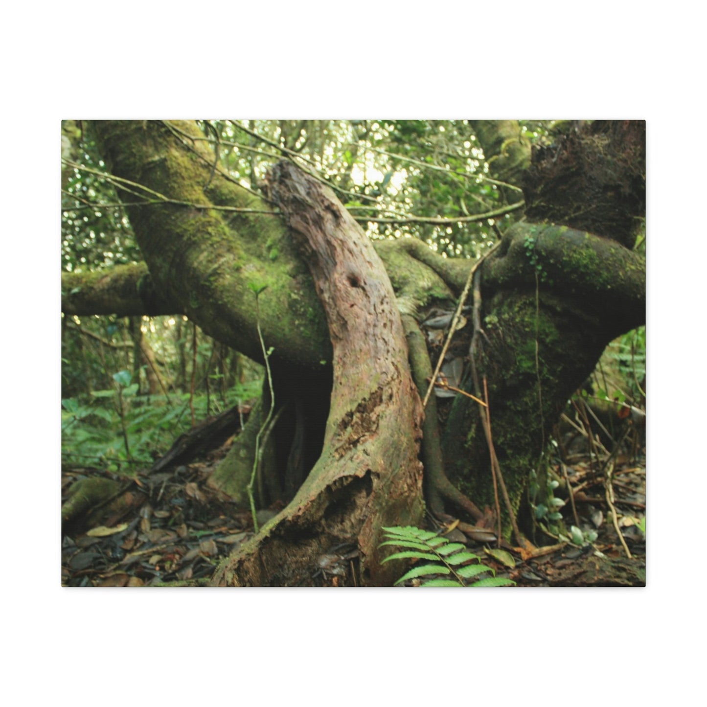 Canvas Gallery Wraps - US Made - 14 km Tradewinds Trail - El Yunque rainforest PR exploration on 2013-02-01 - Old Pal rests on tree while it holds on another decaying tree as base - the cloud forest - before Maria - Green Forest Home