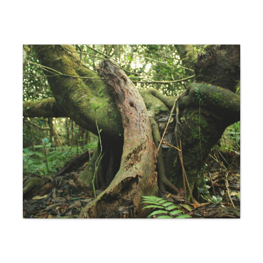 Canvas Gallery Wraps - US Made - 14 km Tradewinds Trail - El Yunque rainforest PR exploration on 2013-02-01 - Old Pal rests on tree while it holds on another decaying tree as base - the cloud forest - before Maria - Green Forest Home