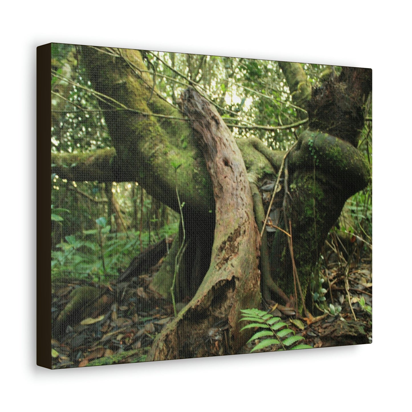 Canvas Gallery Wraps - US Made - 14 km Tradewinds Trail - El Yunque rainforest PR exploration on 2013-02-01 - Old Pal rests on tree while it holds on another decaying tree as base - the cloud forest - before Maria - Green Forest Home