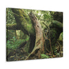 Canvas Gallery Wraps - US Made - 14 km Tradewinds Trail - El Yunque rainforest PR exploration on 2013-02-01 - Old Pal rests on tree while it holds on another decaying tree as base - the cloud forest - before Maria - Green Forest Home