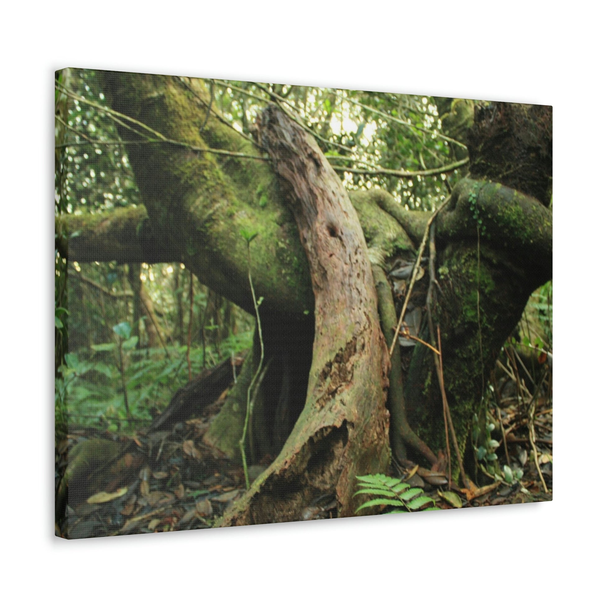 Canvas Gallery Wraps - US Made - 14 km Tradewinds Trail - El Yunque rainforest PR exploration on 2013-02-01 - Old Pal rests on tree while it holds on another decaying tree as base - the cloud forest - before Maria - Green Forest Home