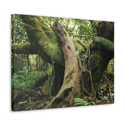 Canvas Gallery Wraps - US Made - 14 km Tradewinds Trail - El Yunque rainforest PR exploration on 2013-02-01 - Old Pal rests on tree while it holds on another decaying tree as base - the cloud forest - before Maria - Green Forest Home