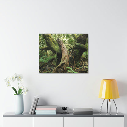 Canvas Gallery Wraps - US Made - 14 km Tradewinds Trail - El Yunque rainforest PR exploration on 2013-02-01 - Old Pal rests on tree while it holds on another decaying tree as base - the cloud forest - before Maria - Green Forest Home