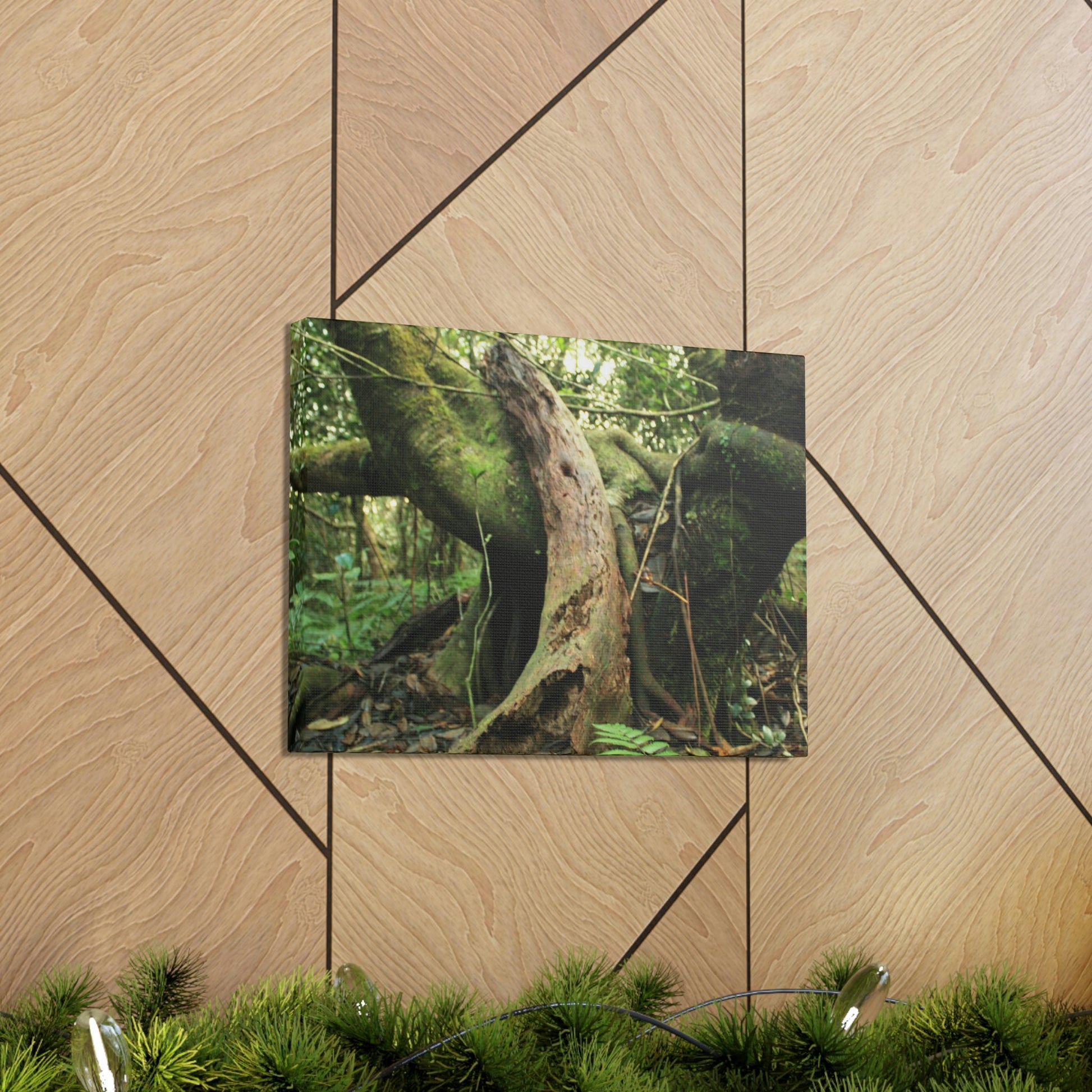 Canvas Gallery Wraps - US Made - 14 km Tradewinds Trail - El Yunque rainforest PR exploration on 2013-02-01 - Old Pal rests on tree while it holds on another decaying tree as base - the cloud forest - before Maria - Green Forest Home