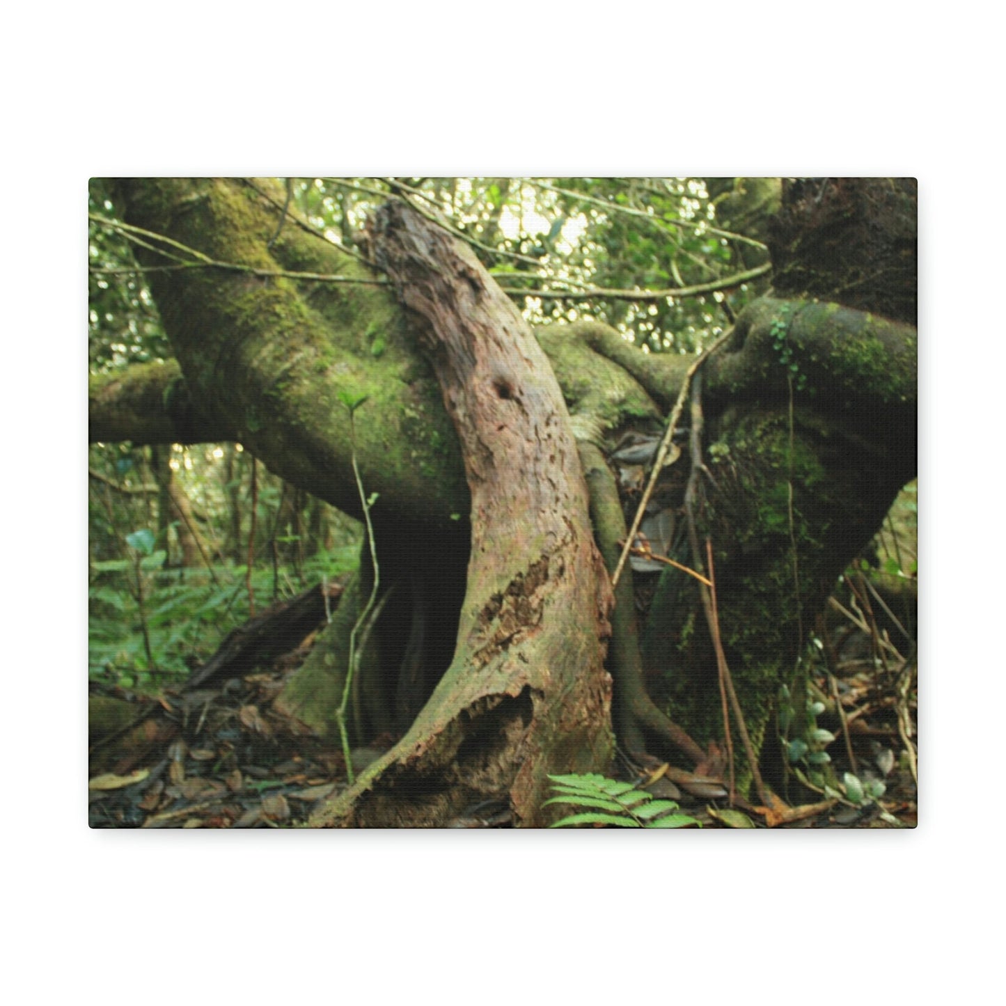 Canvas Gallery Wraps - US Made - 14 km Tradewinds Trail - El Yunque rainforest PR exploration on 2013-02-01 - Old Pal rests on tree while it holds on another decaying tree as base - the cloud forest - before Maria - Green Forest Home