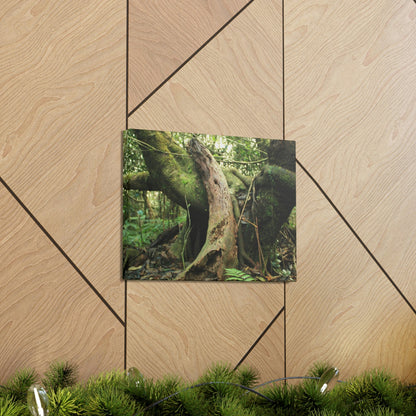Canvas Gallery Wraps - US Made - 14 km Tradewinds Trail - El Yunque rainforest PR exploration on 2013-02-01 - Old Pal rests on tree while it holds on another decaying tree as base - the cloud forest - before Maria - Green Forest Home