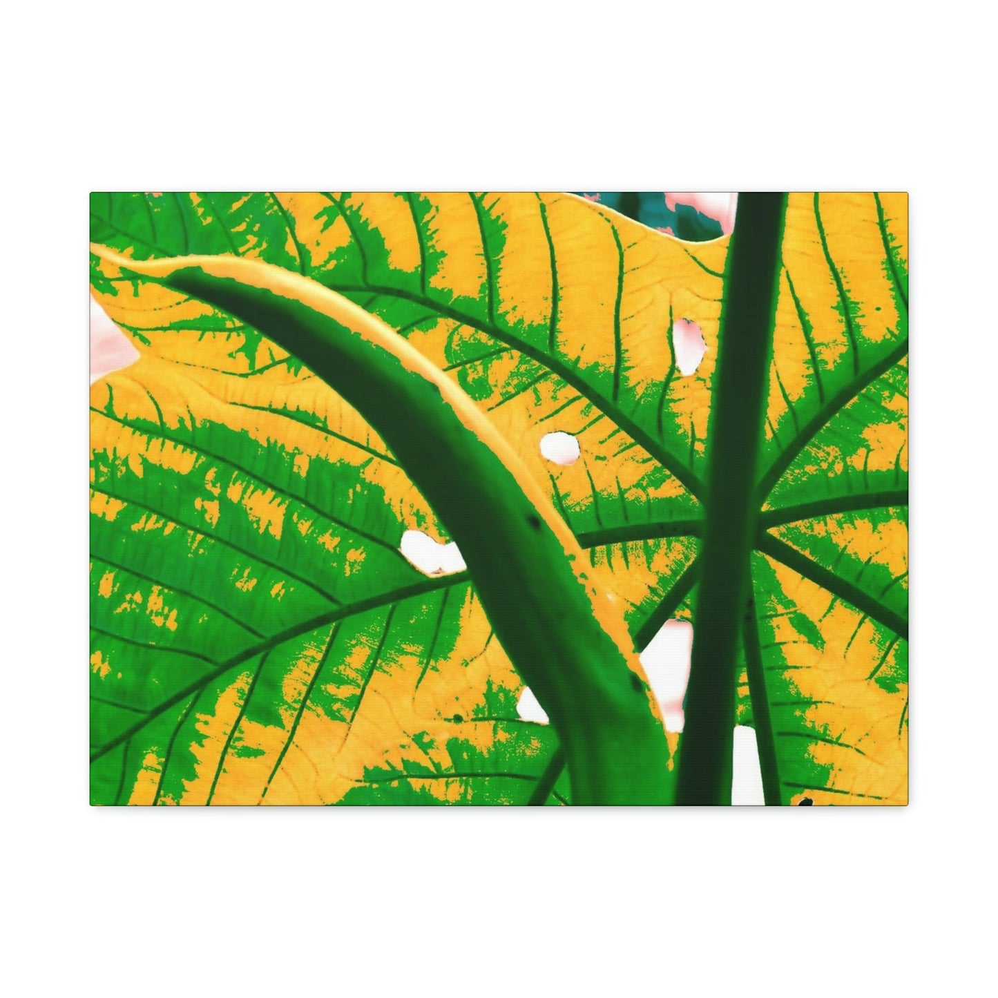 Canvas Gallery Wraps - USA MADE 👨‍👩‍👧‍👧 Unique images of Yagrumo Tree & leafs from El Yunque rainforest PR - Alien 👽 Vision - Green Forest Home