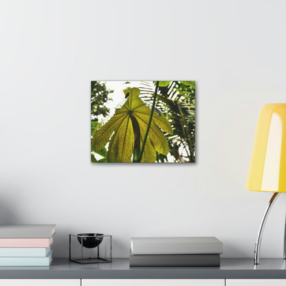 Canvas Gallery Wraps - USA MADE 👨‍👩‍👧‍👧 Unique images of Yagrumo Tree & leafs from El Yunque rainforest PR - Human 👩‍🦰 Vision - Green Forest Home