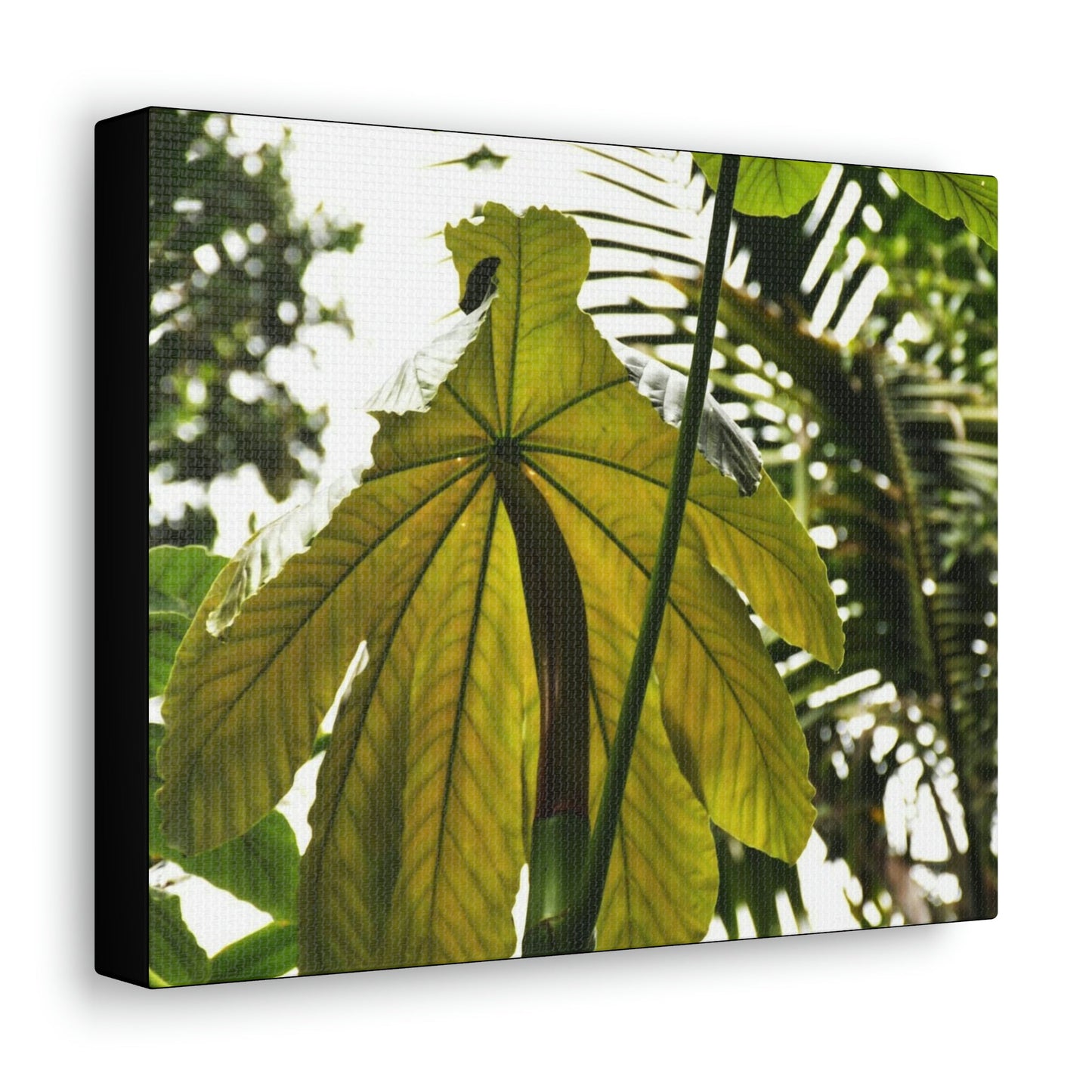 Canvas Gallery Wraps - USA MADE 👨‍👩‍👧‍👧 Unique images of Yagrumo Tree & leafs from El Yunque rainforest PR - Human 👩‍🦰 Vision - Green Forest Home