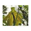 Canvas Gallery Wraps - USA MADE 👨‍👩‍👧‍👧 Unique images of Yagrumo Tree & leafs from El Yunque rainforest PR - Human 👩‍🦰 Vision - Green Forest Home