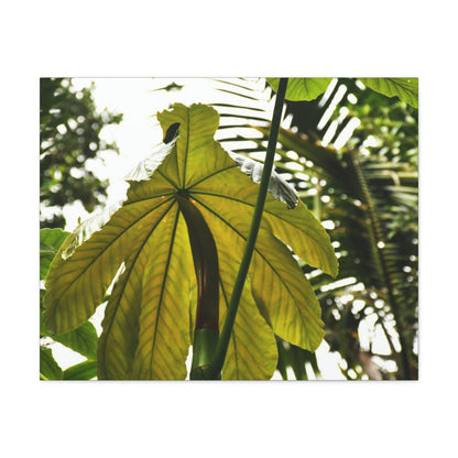 Canvas Gallery Wraps - USA MADE 👨‍👩‍👧‍👧 Unique images of Yagrumo Tree & leafs from El Yunque rainforest PR - Human 👩‍🦰 Vision - Green Forest Home