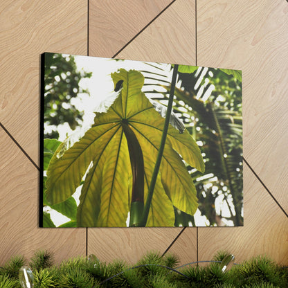 Canvas Gallery Wraps - USA MADE 👨‍👩‍👧‍👧 Unique images of Yagrumo Tree & leafs from El Yunque rainforest PR - Human 👩‍🦰 Vision - Green Forest Home
