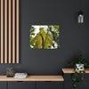 Canvas Gallery Wraps - USA MADE 👨‍👩‍👧‍👧 Unique images of Yagrumo Tree & leafs from El Yunque rainforest PR - Human 👩‍🦰 Vision - Green Forest Home