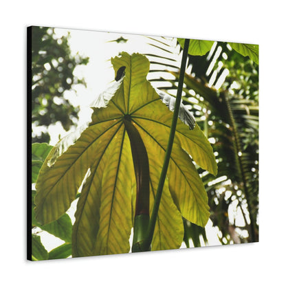Canvas Gallery Wraps - USA MADE 👨‍👩‍👧‍👧 Unique images of Yagrumo Tree & leafs from El Yunque rainforest PR - Human 👩‍🦰 Vision - Green Forest Home