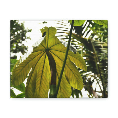 Canvas Gallery Wraps - USA MADE 👨‍👩‍👧‍👧 Unique images of Yagrumo Tree & leafs from El Yunque rainforest PR - Human 👩‍🦰 Vision - Green Forest Home