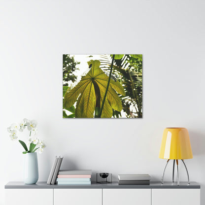 Canvas Gallery Wraps - USA MADE 👨‍👩‍👧‍👧 Unique images of Yagrumo Tree & leafs from El Yunque rainforest PR - Human 👩‍🦰 Vision - Green Forest Home