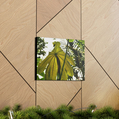 Canvas Gallery Wraps - USA MADE 👨‍👩‍👧‍👧 Unique images of Yagrumo Tree & leafs from El Yunque rainforest PR - Human 👩‍🦰 Vision - Green Forest Home