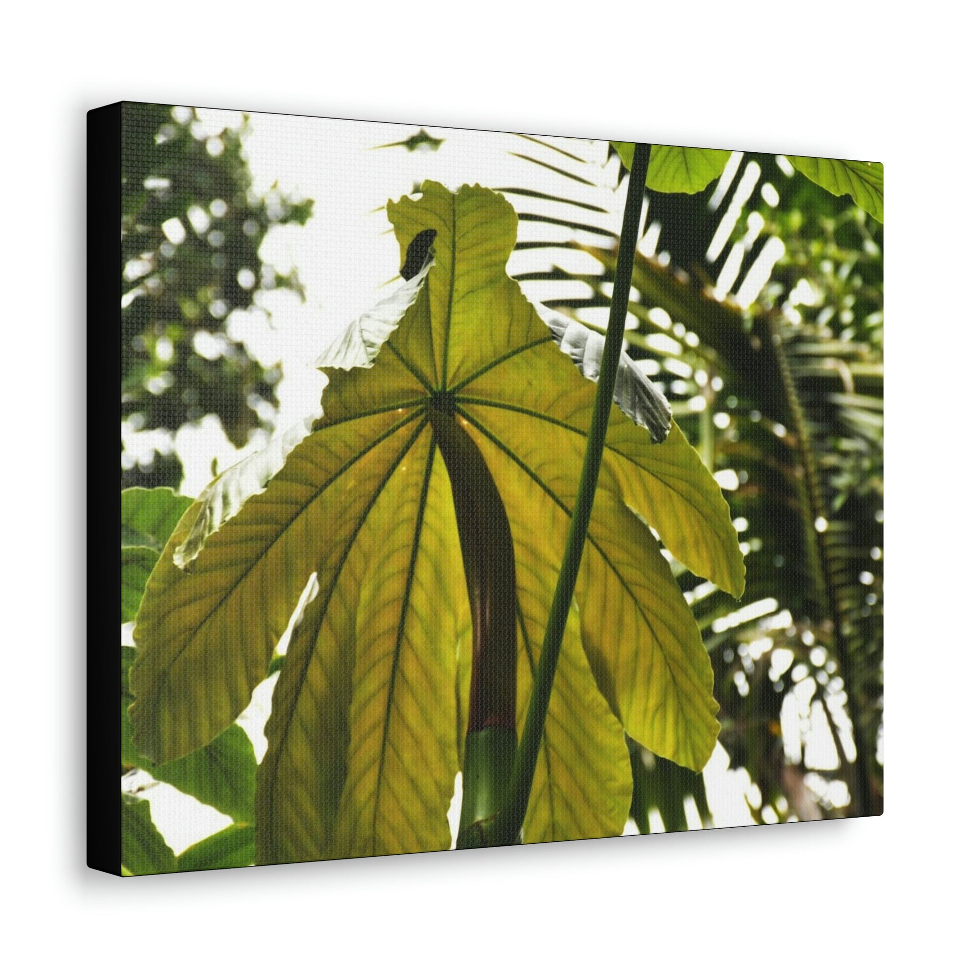 Canvas Gallery Wraps - USA MADE 👨‍👩‍👧‍👧 Unique images of Yagrumo Tree & leafs from El Yunque rainforest PR - Human 👩‍🦰 Vision - Green Forest Home