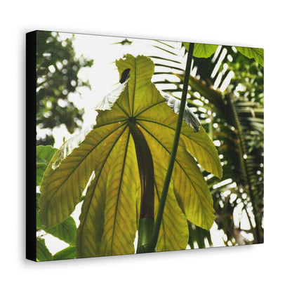 Canvas Gallery Wraps - USA MADE 👨‍👩‍👧‍👧 Unique images of Yagrumo Tree & leafs from El Yunque rainforest PR - Human 👩‍🦰 Vision - Green Forest Home
