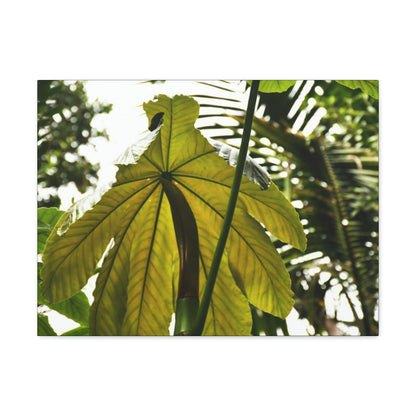 Canvas Gallery Wraps - USA MADE 👨‍👩‍👧‍👧 Unique images of Yagrumo Tree & leafs from El Yunque rainforest PR - Human 👩‍🦰 Vision - Green Forest Home
