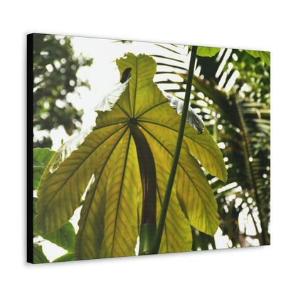 Canvas Gallery Wraps - USA MADE 👨‍👩‍👧‍👧 Unique images of Yagrumo Tree & leafs from El Yunque rainforest PR - Human 👩‍🦰 Vision - Green Forest Home