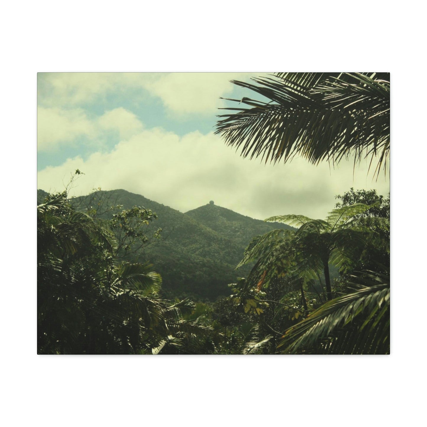 Canvas Gallery Wraps - View of East peak from lost park PR 191 road - entrance of Tradewinds trail before Maria - 2013 - Green Forest Home