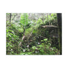 Canvas Stretched - Forest@Home - El Yunque - A common sight after storms - chaotic streams in formation and decaying trees - Tradewinds - Green Forest Home