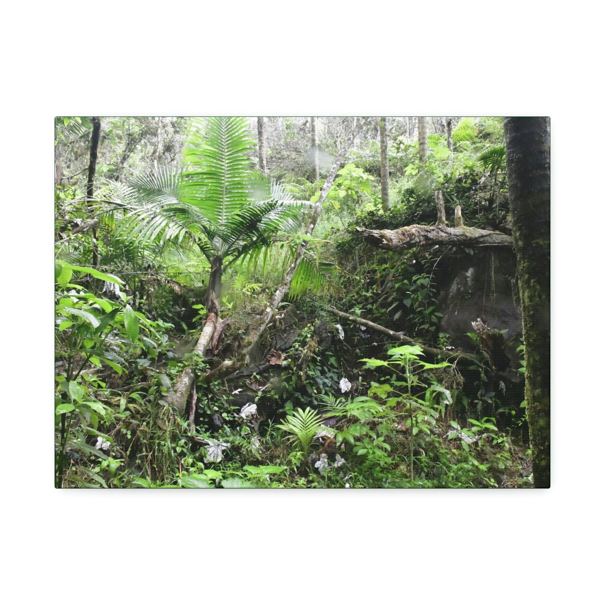 Canvas Stretched - Forest@Home - El Yunque - A common sight after storms - chaotic streams in formation and decaying trees - Tradewinds - Green Forest Home