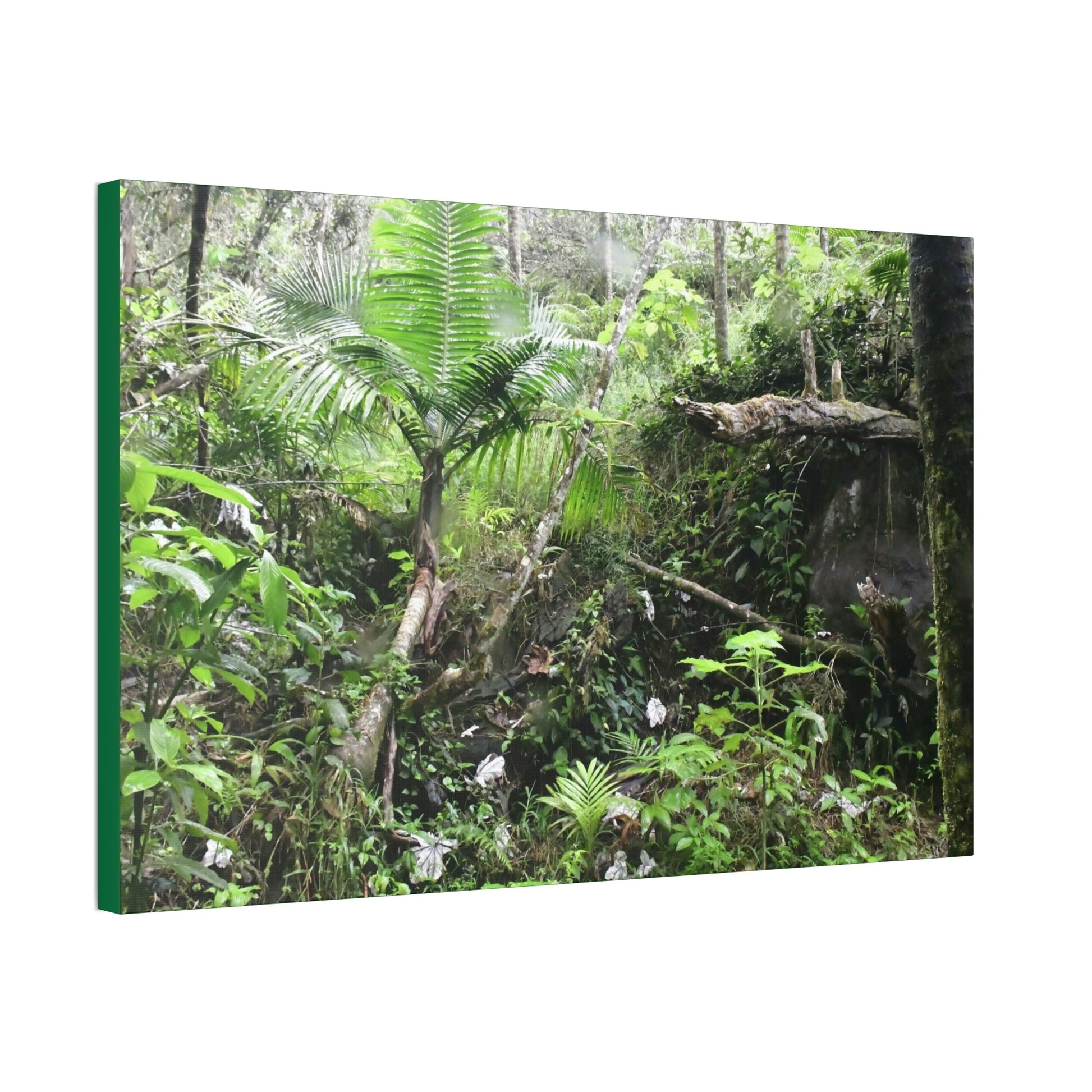 Canvas Stretched - Forest@Home - El Yunque - A common sight after storms - chaotic streams in formation and decaying trees - Tradewinds - Green Forest Home