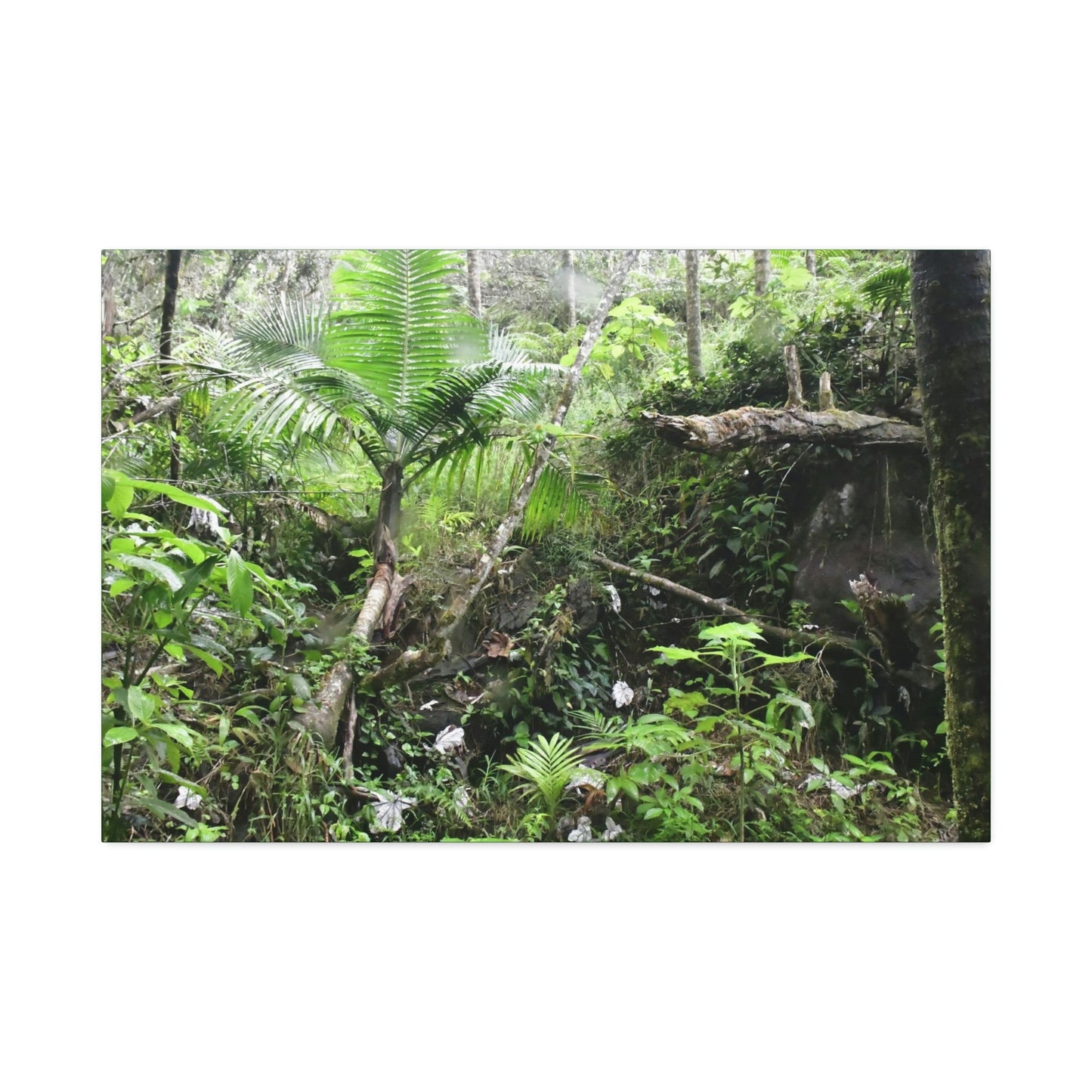 Canvas Stretched - Forest@Home - El Yunque - A common sight after storms - chaotic streams in formation and decaying trees - Tradewinds - Green Forest Home