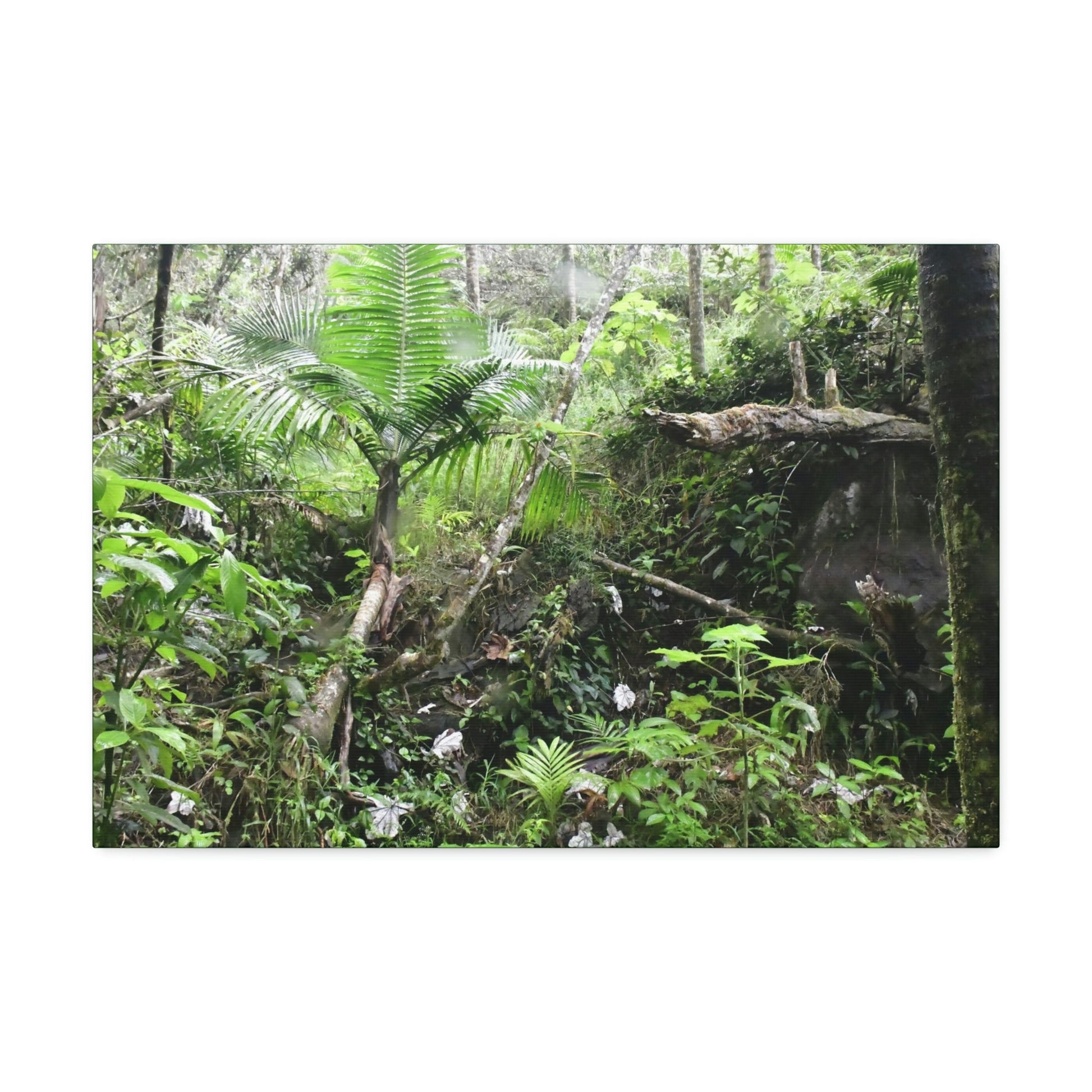 Canvas Stretched - Forest@Home - El Yunque - A common sight after storms - chaotic streams in formation and decaying trees - Tradewinds - Green Forest Home