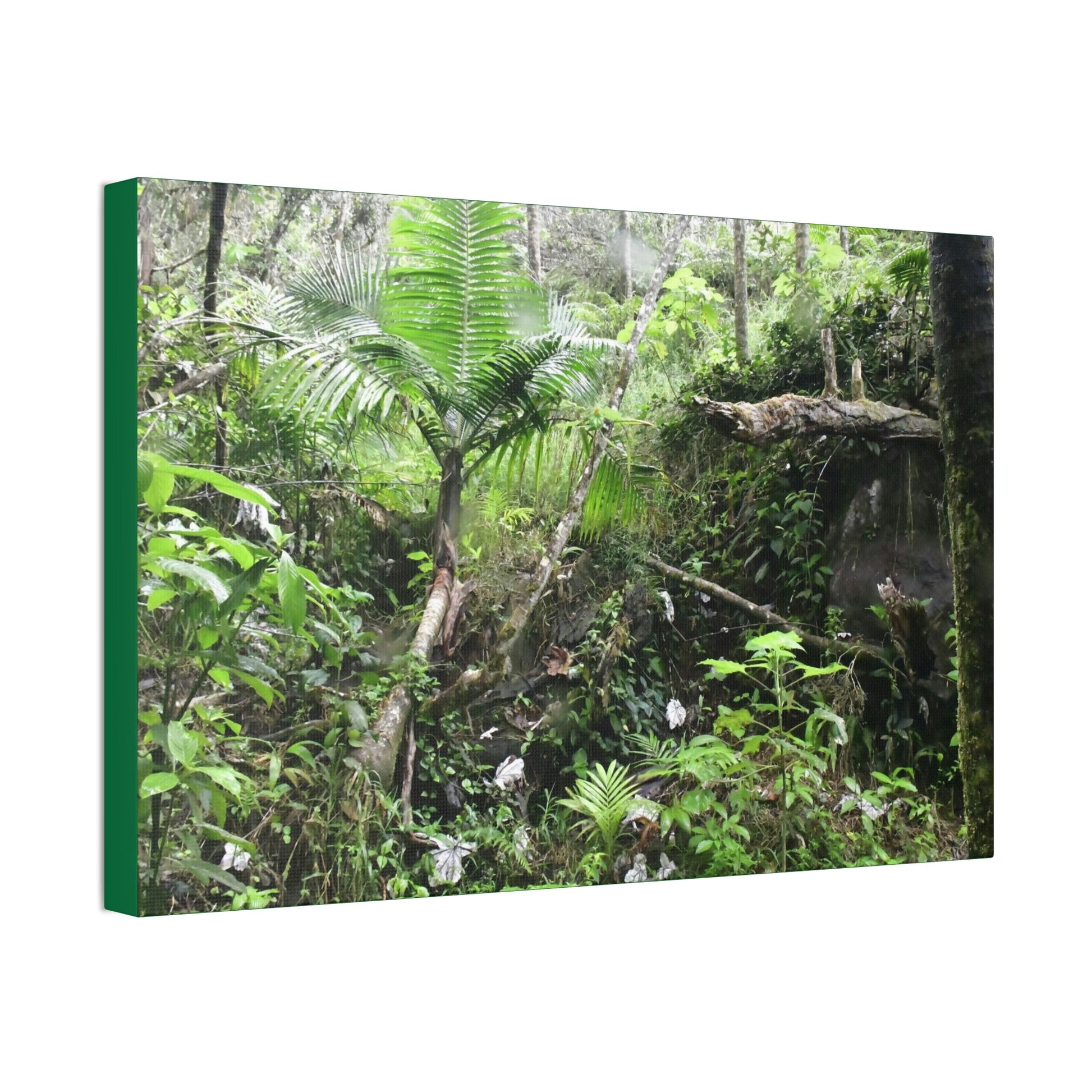 Canvas Stretched - Forest@Home - El Yunque - A common sight after storms - chaotic streams in formation and decaying trees - Tradewinds - Green Forest Home