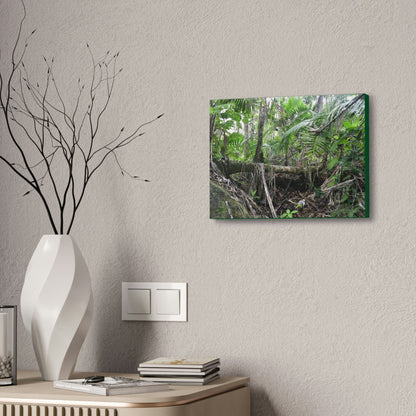 Canvas Stretched - Forest@Home - El Yunque - A common sight after storms - fallen Sierra Palms on boulder in Tradewinds Trail - Green Forest Home